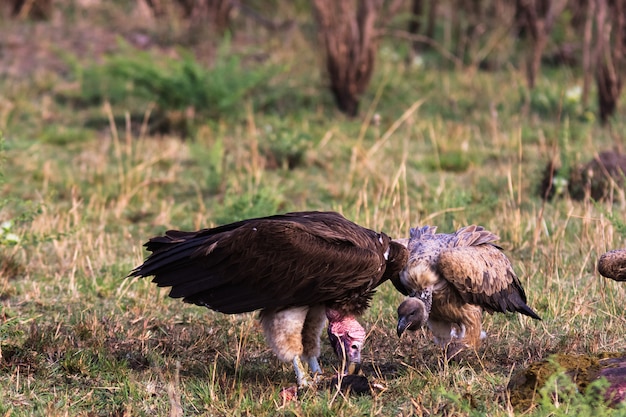 Abutre de masai mara. quênia, áfrica