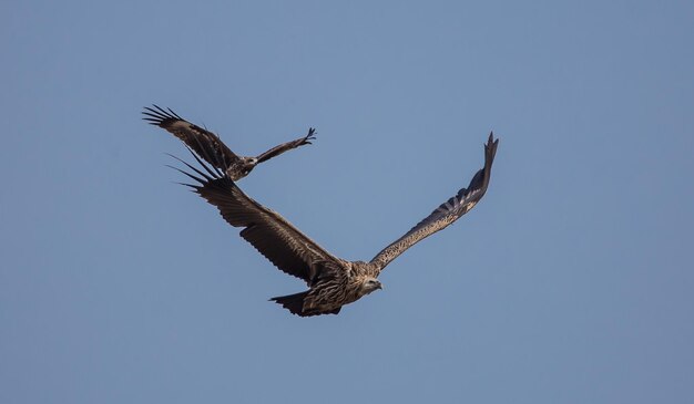 Abutre do Himalaia Gyps himalayensis voando no céu