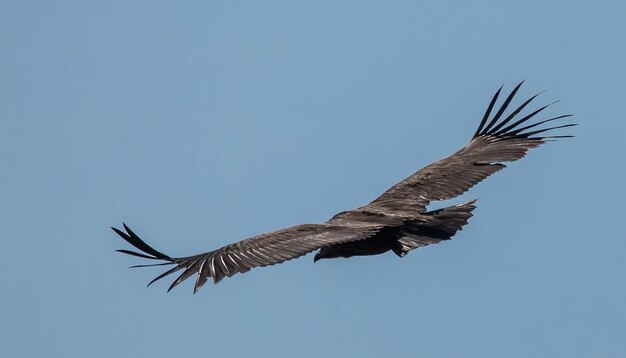 Abutre do Himalaia Gyps himalayensis voando no céu