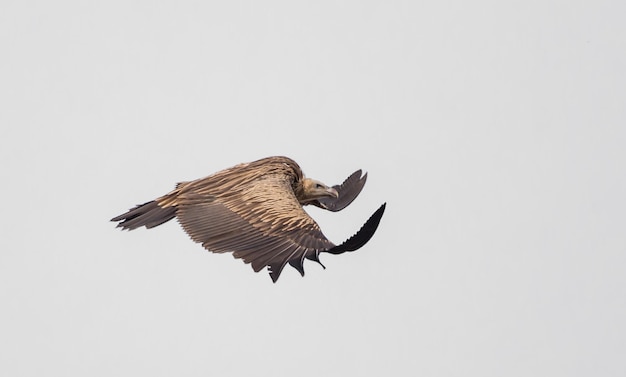 Abutre do Himalaia Gyps himalayensis voando no céu