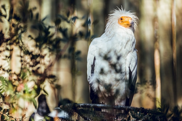 Foto abutre egípcio sentado em um galho