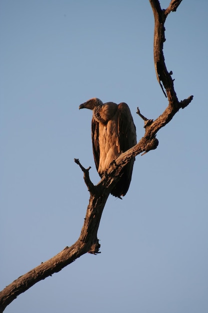 Abutre em uma árvore na África do Sul