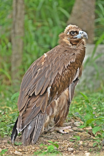 Abutre-grifo do himalaia