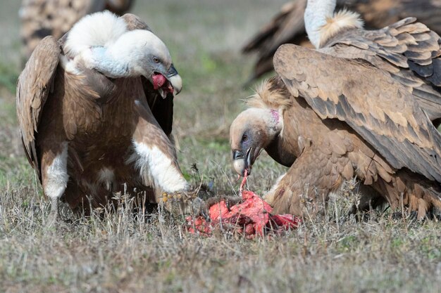 Abutre-grifo Gyps fulvus Ávila Espanha