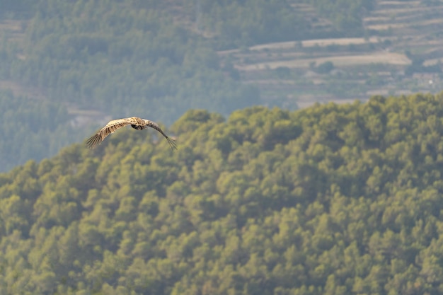 Abutre-grifo (gyps fulvus) em voo.