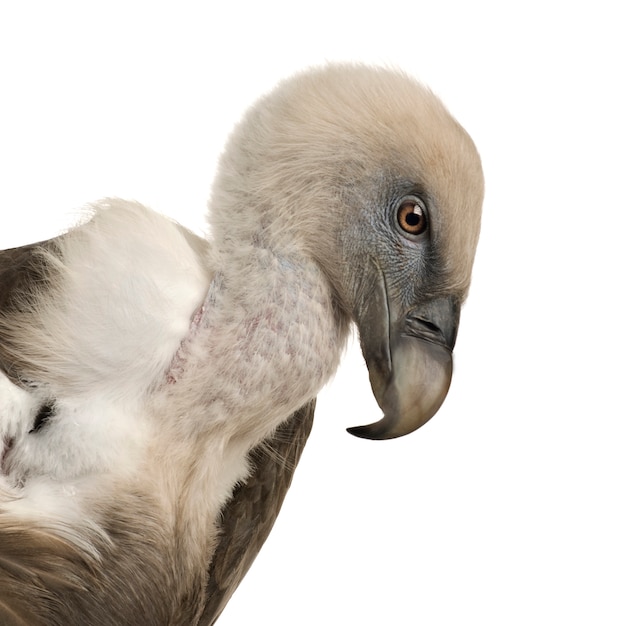 Abutre-grifo - Gyps fulvus na frente em um branco isolado