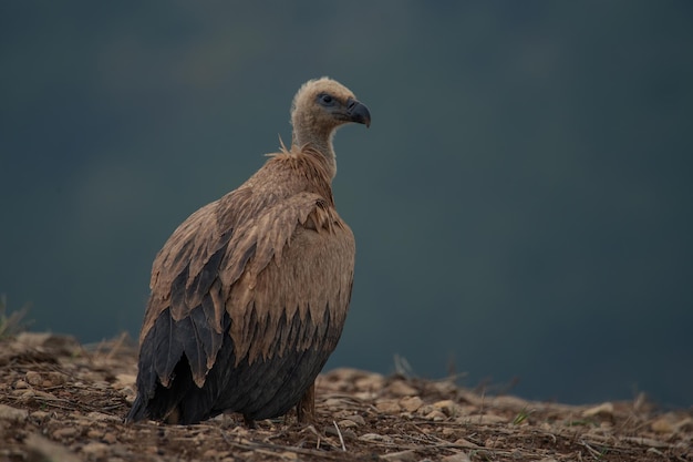 Abutre-grifo Gyps fulvus