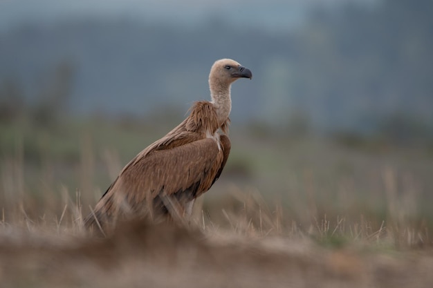 Abutre-grifo Gyps fulvus