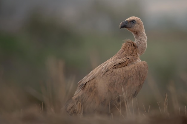 Abutre-grifo Gyps fulvus