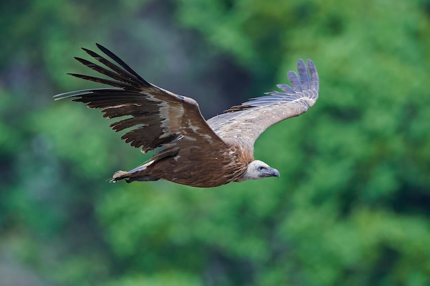 Abutre-grifo Gyps fulvus