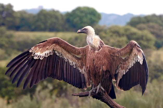 Abutre-grifo Gyps fulvus