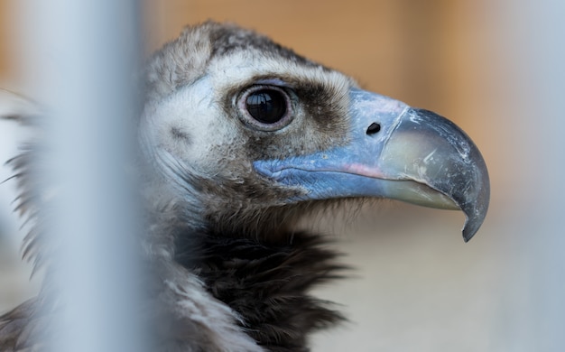 Abutre senta-se em uma gaiola de zoológico