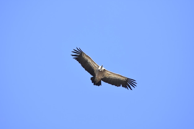 Abutre voando sobre o céu azul