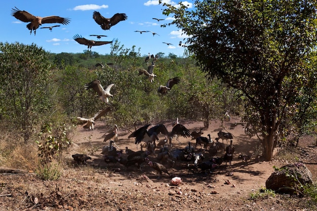 Abutres em uma matança Zimbábue