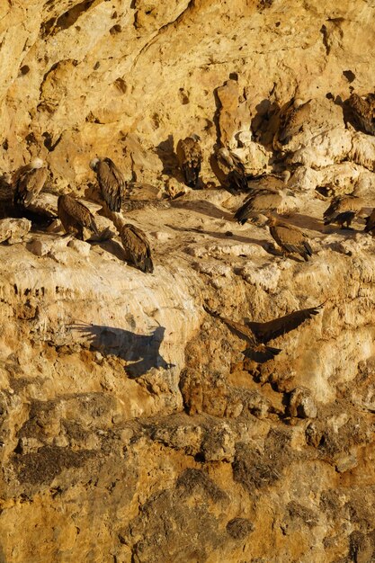 Abutres-grifos nidificando em ravinas rochosas de granito