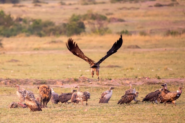 Abutres na savana do parque nacional masai mara, no quênia, áfrica.