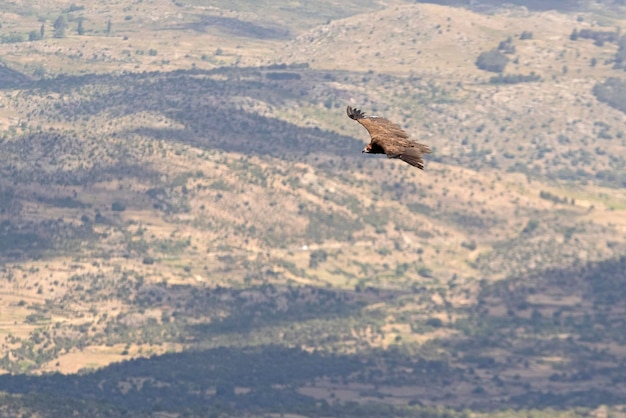 Abutres negros voando em uma área mediterrânea montanhosa com a primeira luz da Dinamarca