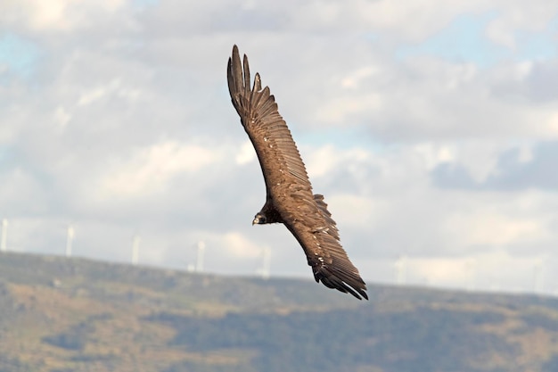 Abutres negros voando em uma área mediterrânea montanhosa com a primeira luz da Dinamarca