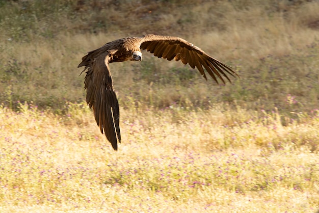 Abutres negros voando em uma área mediterrânea montanhosa com a primeira luz da Dinamarca