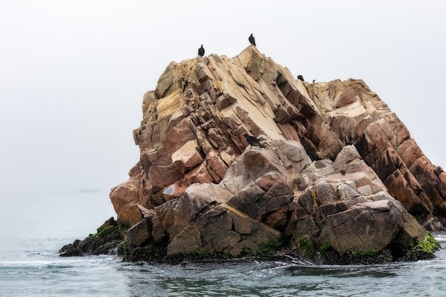 Abutres peruanos sentam-se nas rochas Ilhas Ballestas Paracas Peru