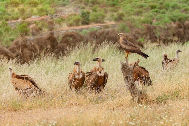 Foto abutres selvagens na natureza