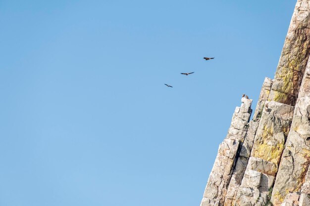 Abutres voando sobre Salto del Gitano escarpado Parque Nacional de Monfrague