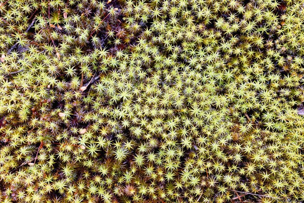 Foto abwechslungsreiche schöne waldvegetation bei tageslicht