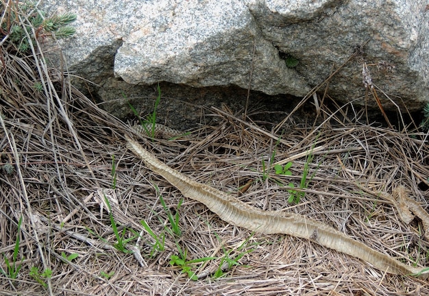 Abwerfen von Schlangenhaut auf trockenem Gras