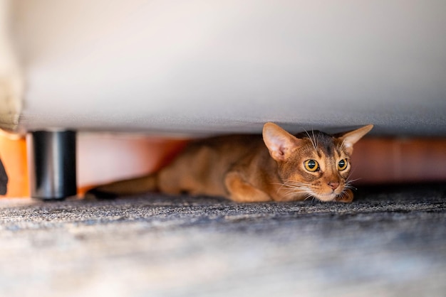 Abyssiniancat bonito escondido debaixo da cama. Gato engraçado.