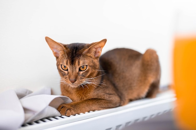 Abyssiniancat fofo na mesa do café da manhã. Gatinho lindo.