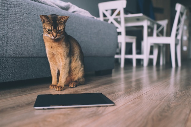 Abyssinische Katze, die am Tablettenschirm aufpasst