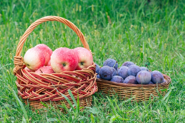 Acabei de colher ameixas maduras e maçãs vermelhas em cestos de vime na grama do jardim. Frutas acabadas de colher