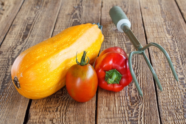 Acabei de escolher abobrinha, tomate, pimentão vermelho e ancinho em velhas tábuas de madeira. Apenas vegetais colhidos.