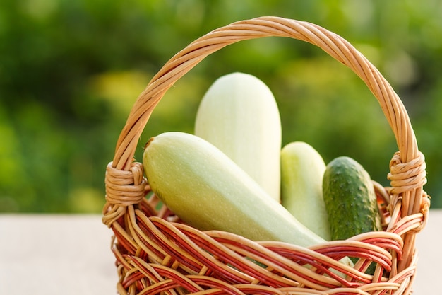 Acabei de escolher abobrinhas e pepino em uma cesta de vime sobre fundo verde natural. apenas vegetais colhidos.