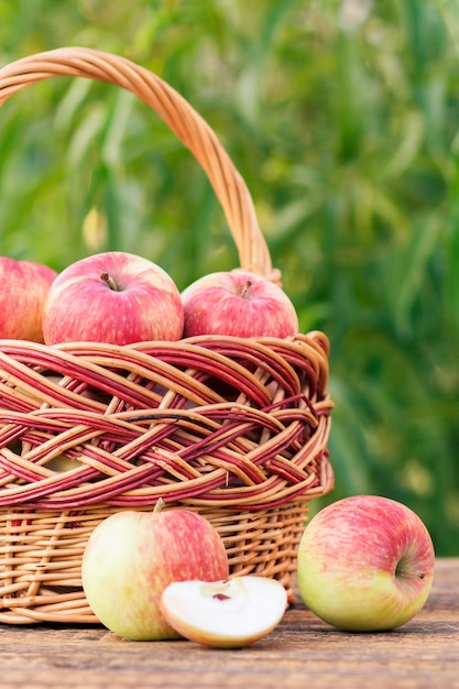 Acabei de escolher maçãs vermelhas na cesta de vime em velhas tábuas de madeira com árvores de jardim no fundo.