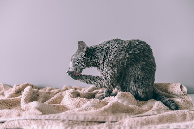 Acabo de lavar gracioso gatito lindo peludo mojado después del baño lamiéndose sobre fondo gris
