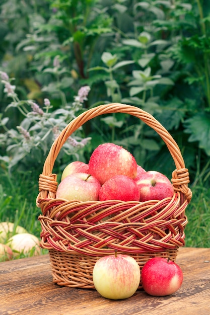 Acabo de recoger manzanas maduras en una canasta de mimbre sobre viejas tablas de madera con césped y plantas en el fondo. Frutas recién cosechadas.