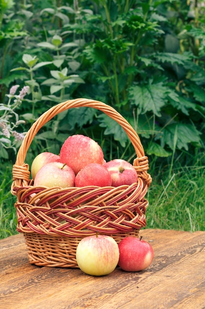 Acabo de recoger manzanas maduras en una canasta de mimbre sobre viejas tablas de madera con césped y plantas.