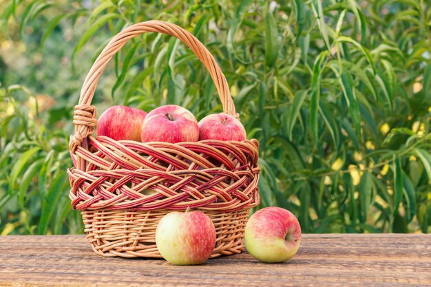 Acabo de recoger manzanas rojas en una canasta de mimbre sobre viejas tablas de madera con árboles de jardín en el fondo.