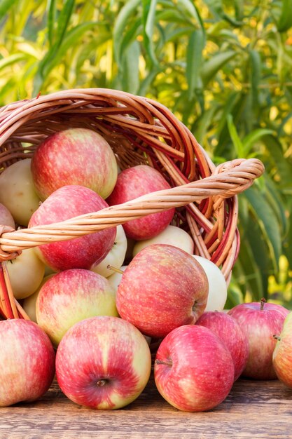 Acabo de recoger manzanas rojas en una canasta de mimbre sobre viejas tablas de madera con hojas de árboles en el fondo.