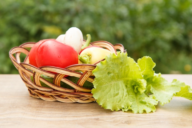 Acabo de recoger tomates y pimiento amarillo en una canasta de mimbre con hojas de ensalada sobre tablas de madera. Verduras recién cosechadas