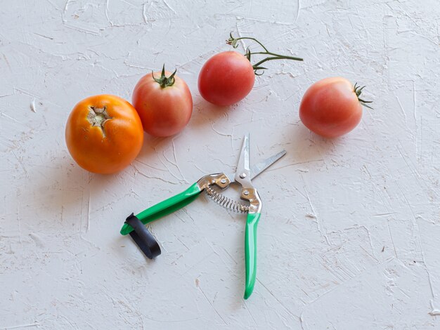 Acabo de recoger tomates y una podadora de jardín en la superficie estructurada blanca