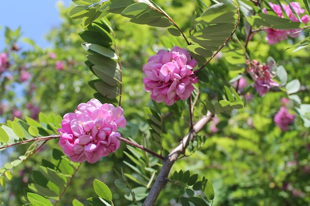 Foto acacia-blüten in voller blüte eine faszinierende nahaufnahme der natur39s frisch duftende und zarte schönheit mit üppig grünen blättern und bienen, die nektar sammeln