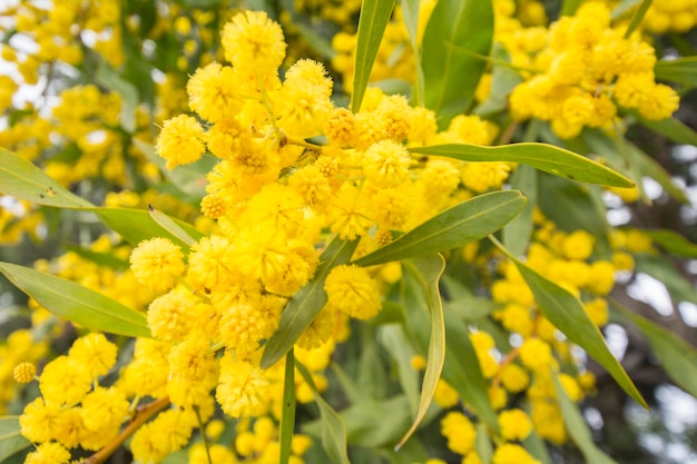 Acacia dealbata Blume Silberwattle blaue Wattle oder Mimose