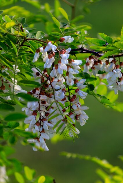 Acacia False Tree Flower, también conocido como el árbol de Pan y Quesillo