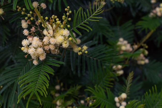 Acacia mearnsii Baum mit hellgelben Blüten und grünen Blättern ohne Nebenblätter und doppelt gefiedert