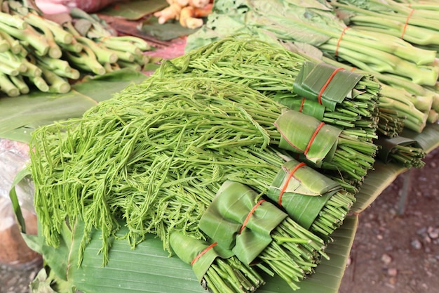 Acacia pennata en el mercado