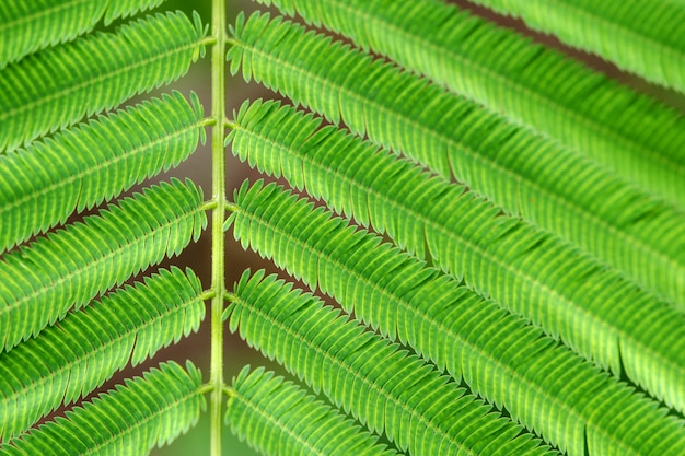 Acacia Pennata ou folhas verdes de Wattle de escalada