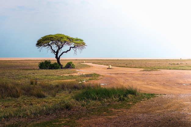 Acacia solitaria en el Parque Nacional de Etosha Namibia África