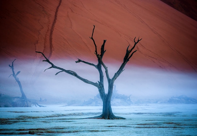 Acacias muertas, dunas de arena y franjas de niebla matutina